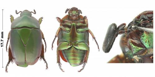 Réf. 219 423 : Macraspis pseudochrysis